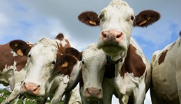 Gogledd Cymru: datgloi potensial bridio cudd eich buches